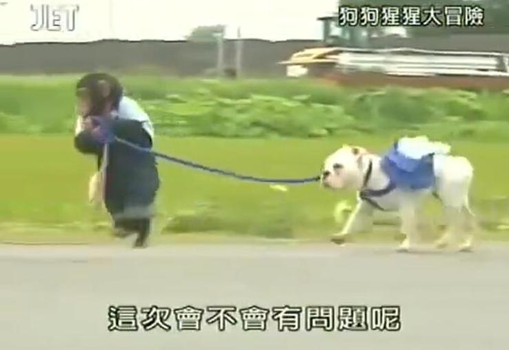 人类的世界里还有狙击手、警察、清洁工……让动物们尝试——狗狗猩猩大冒险全集高清